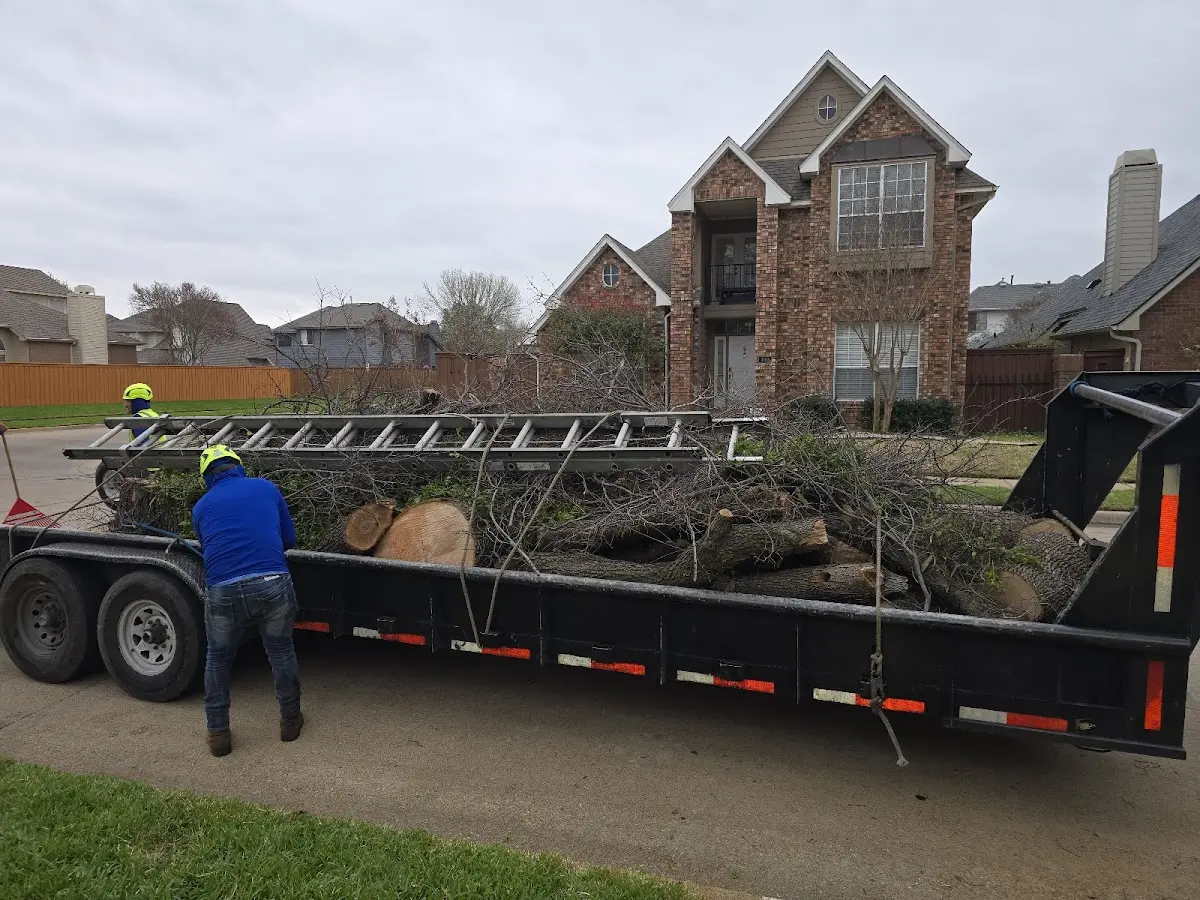 Expert Tree Pest Control with proper safety equipment in Willard
